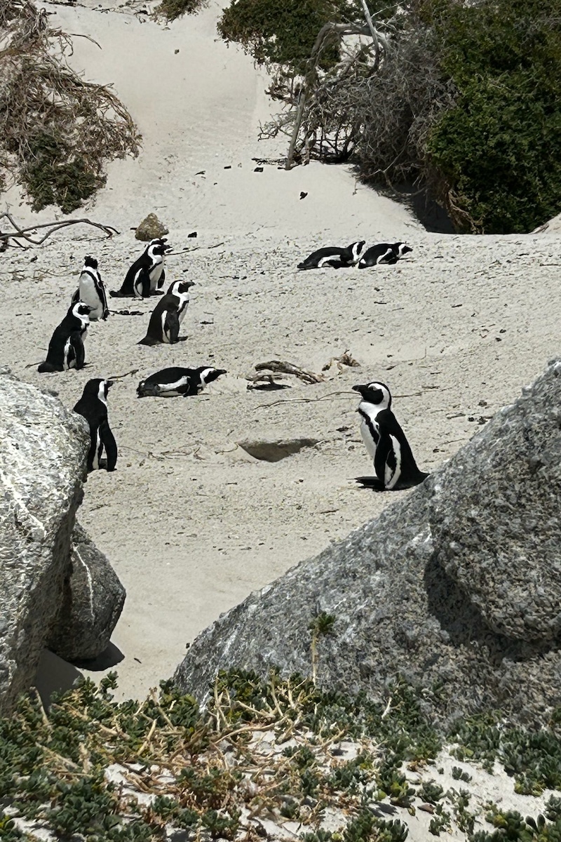 The penguins of Cape Town's Boulder Beach putter in the sand.
